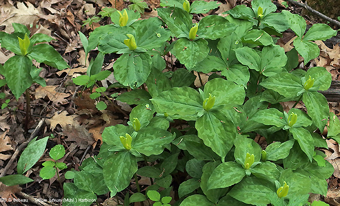 Yellow Trillium group