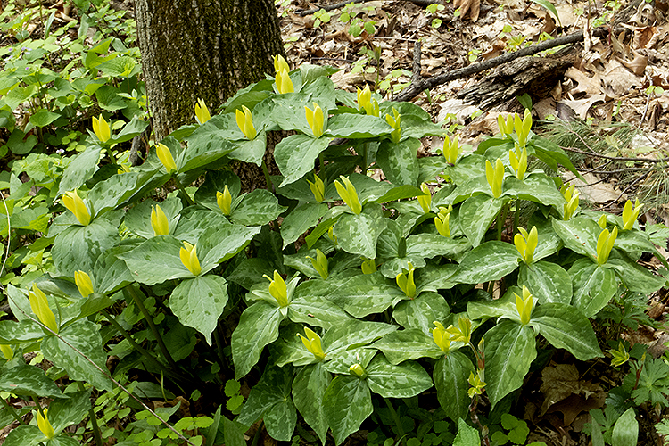 2022 group of Yellow trillium