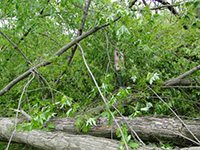 Damage near garden entrance