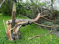 Damage at garden entrance