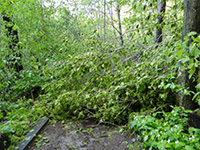 Blocked garden paths