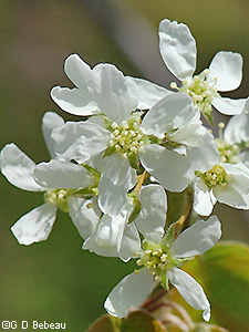 Allegheny Serviceberry