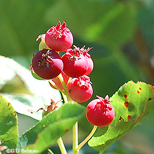 fruit
