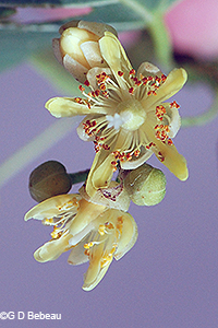 basswood flowers