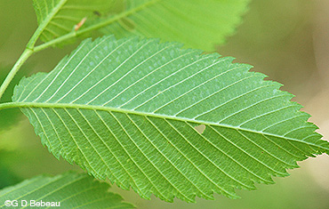 American Elm leaf underside
