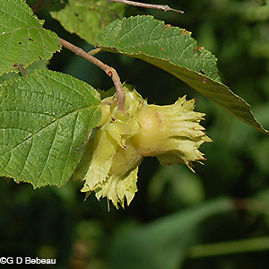 maturing hazelnut