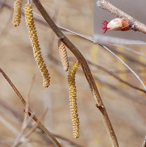 american hazelnut catkins