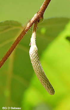 American Hazelnut male catkin
