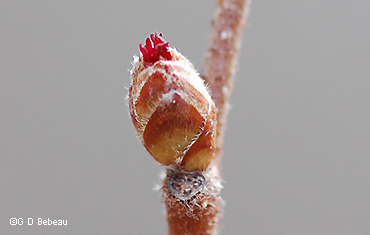 female flower