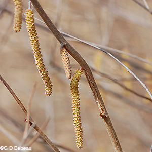 Male Catkins