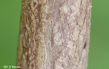 old bark