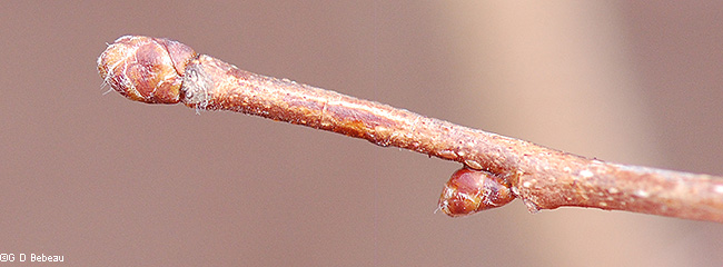 Spring twig