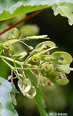 Green samara