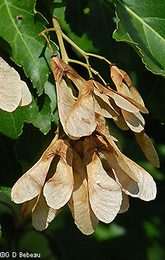 brown samaras