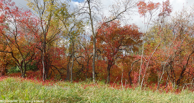 fall trees