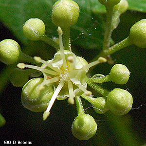 individual flower