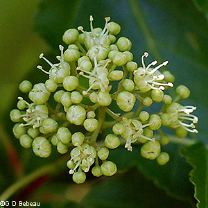 flower cluster