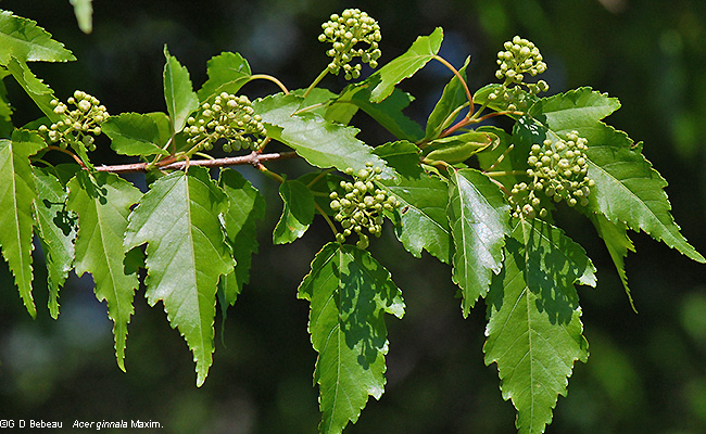 branch with flower buds