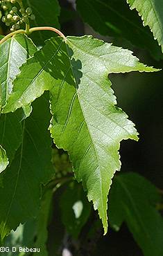 green leaf