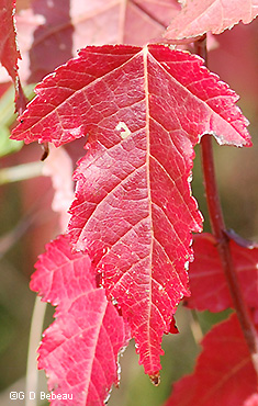 Red fall leaf