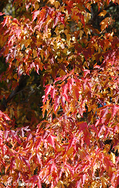 fall leaves