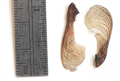 mature seed