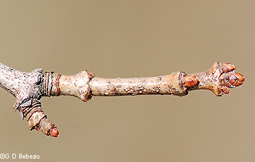 twig and buds