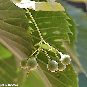 American Basswood Seed capsules
