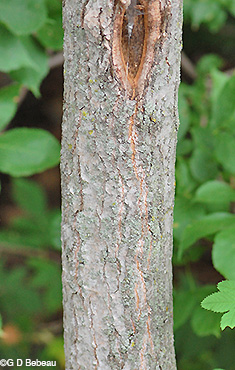 Bigtooth aspen young tree bark