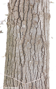 Bigtooth Aspen old tree bark