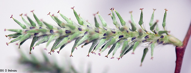 Mature Female Flowers