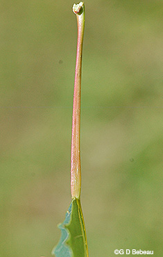 leaf stalk