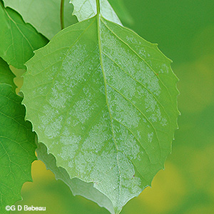Bigtooth Aspen leaf hair
