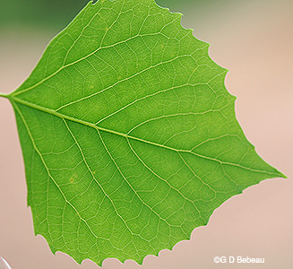 Leaf underside