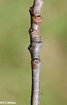 leaf scars
