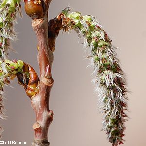 Female catkin