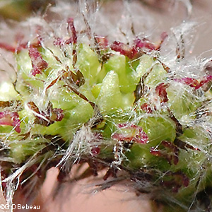 Female flowers