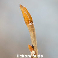 Hickory Bud