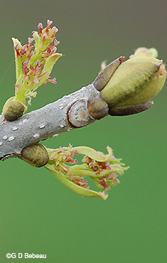 Black ash female flower