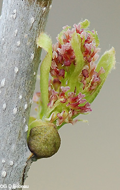 Black Ash Female Flowers