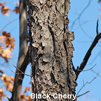 Black Cherry Bark