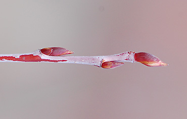 Black Chokeberry twig