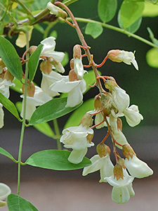 Black Locust