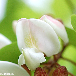 flower closeup