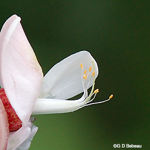 stamens