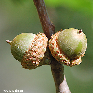 acorns