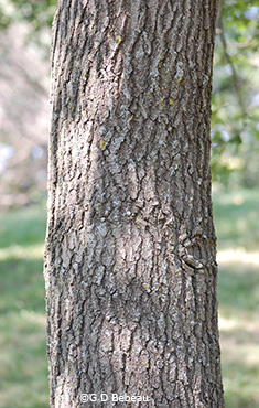 bark