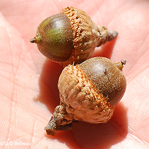 mature acorns