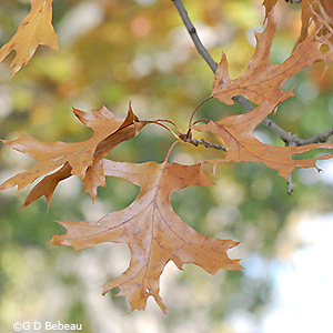 fall leaf color