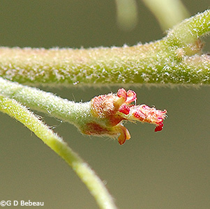 Female flower